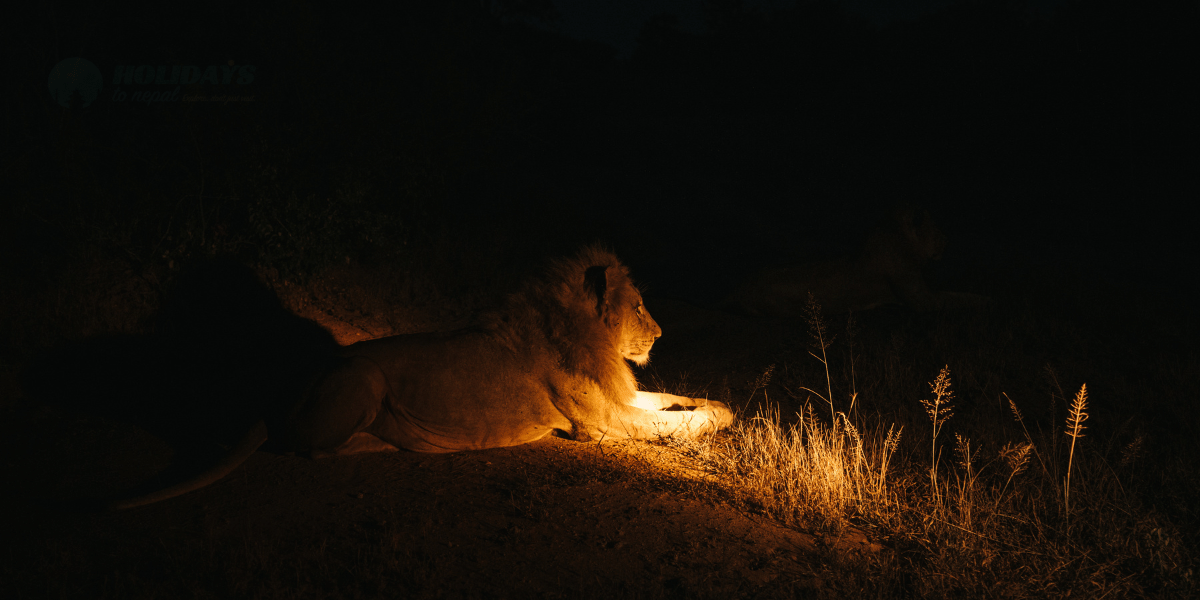 Night Safari Image